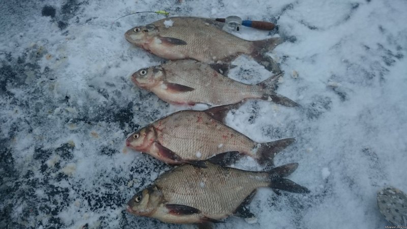 Зимняя рыбалка улов лещей