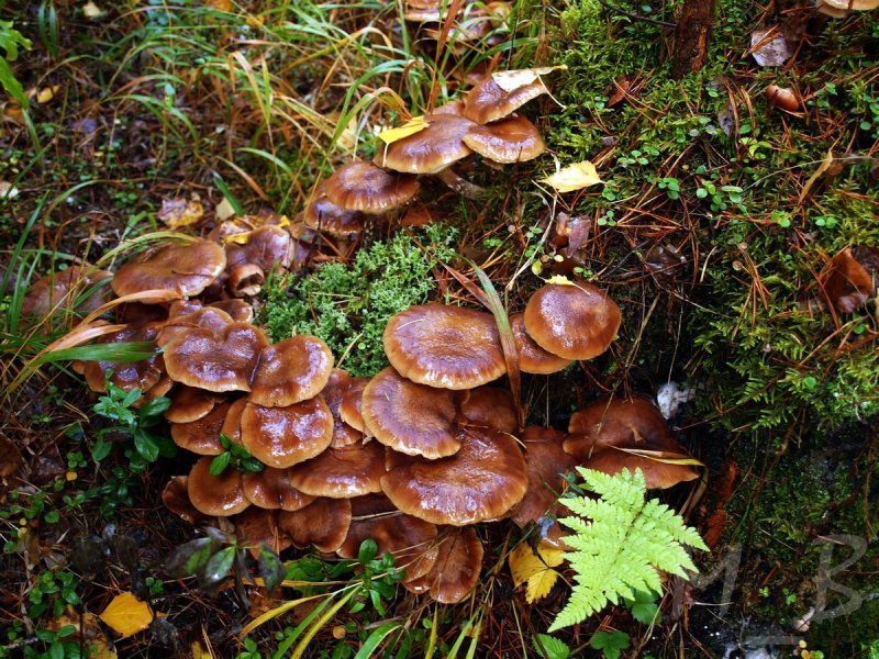 Весенние грибы Ленинградской