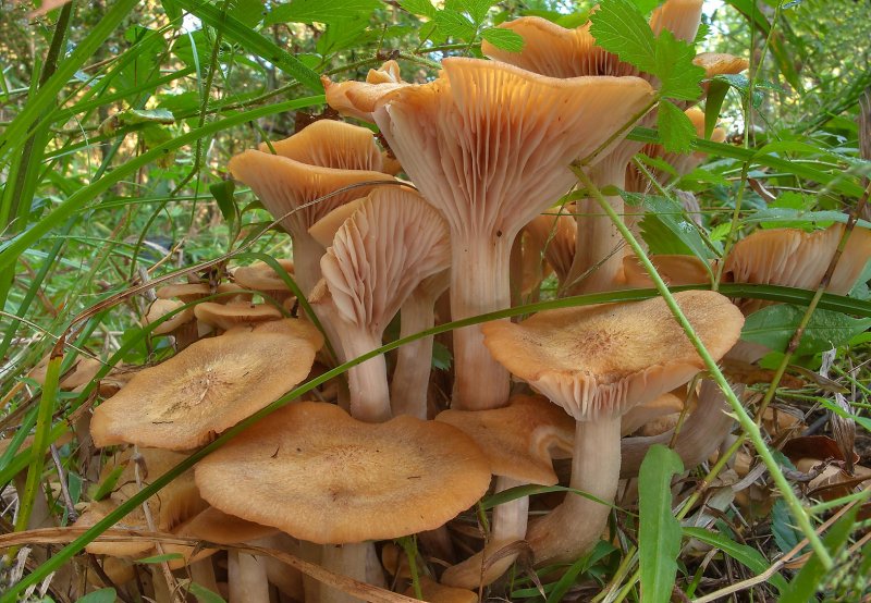 Осенние грибы Оренбуржья