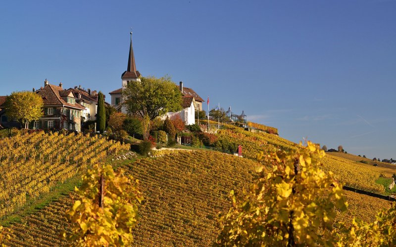 Французские поля виноградников осень