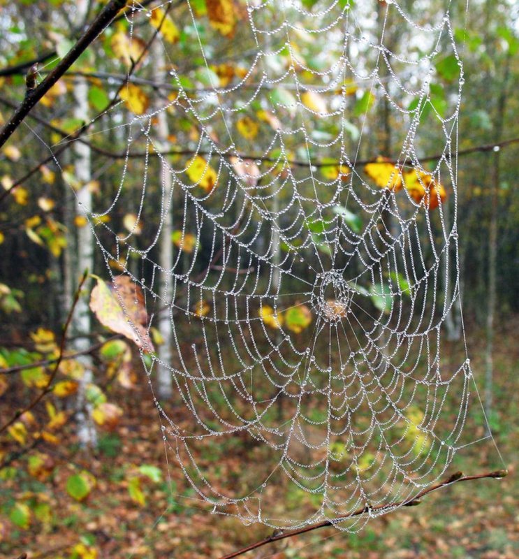 Осень паутинка