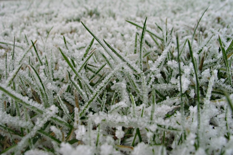 Трава зимой