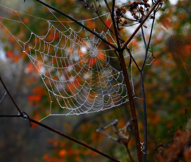 Осенняя паутинка