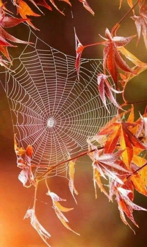 Осенняя паутина