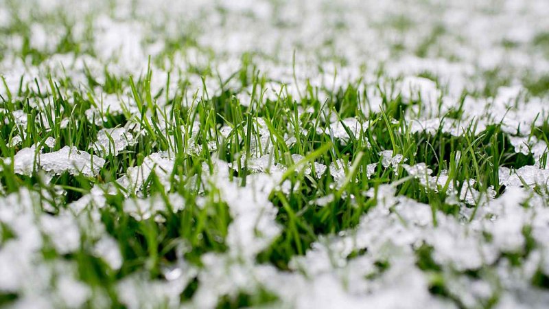 Идеальный газон в снегу фото
