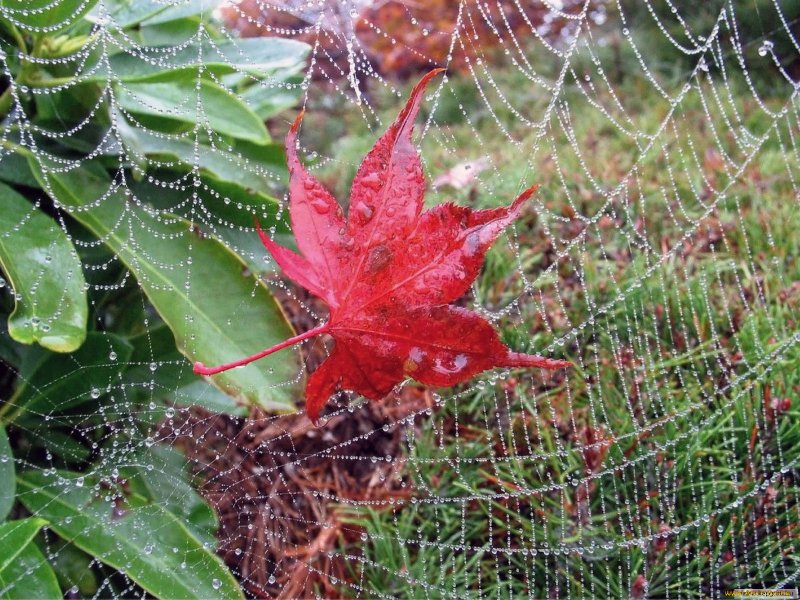 Осень паутинка с пауком