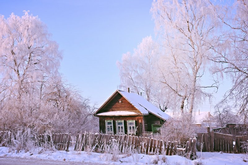 Береза зимой в деревне