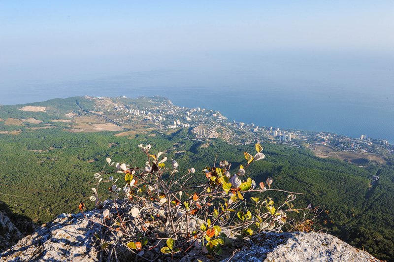 Первоцветы в Крыму на ай Петри