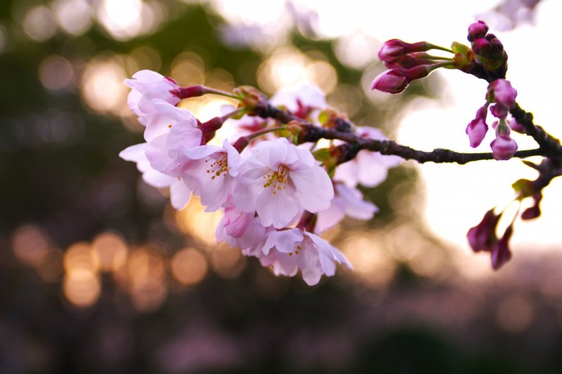 Цветение ветка вишня цветы