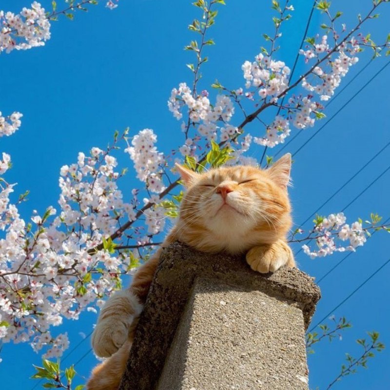 Весенний котик