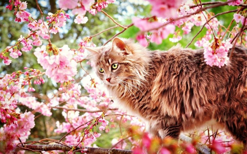 Коты весной
