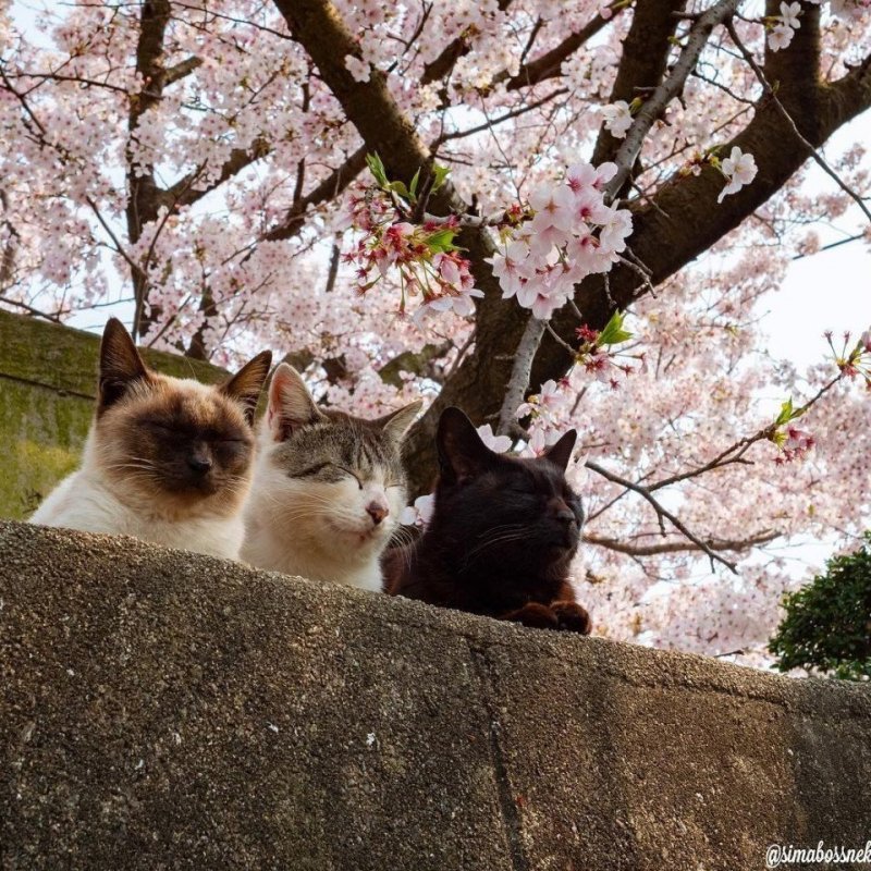 Кошки весной