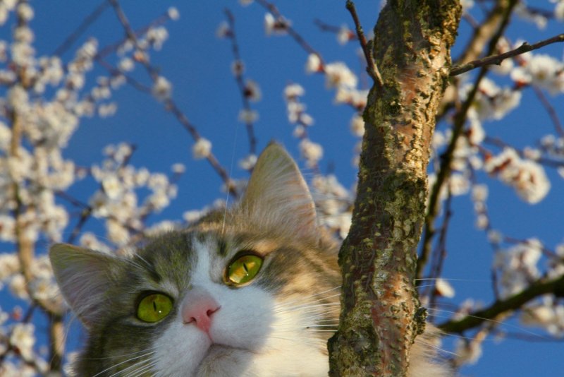 Кот и ранняя Весна
