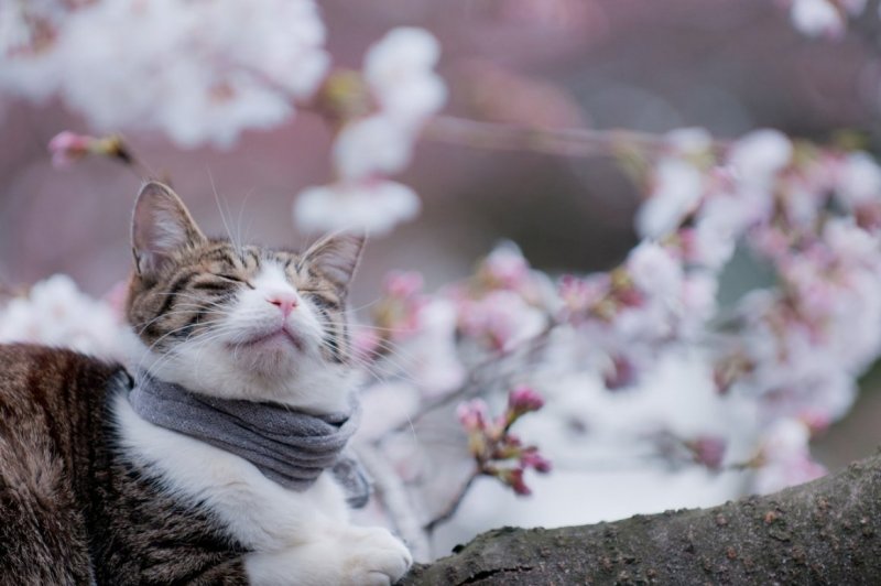 Котенок и Весна