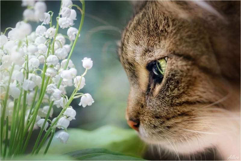 Весна и мартовские коты