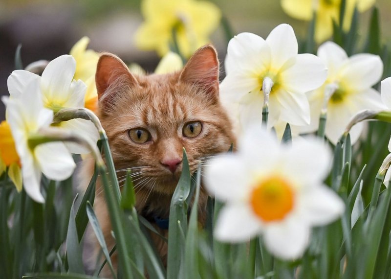 Котики весной
