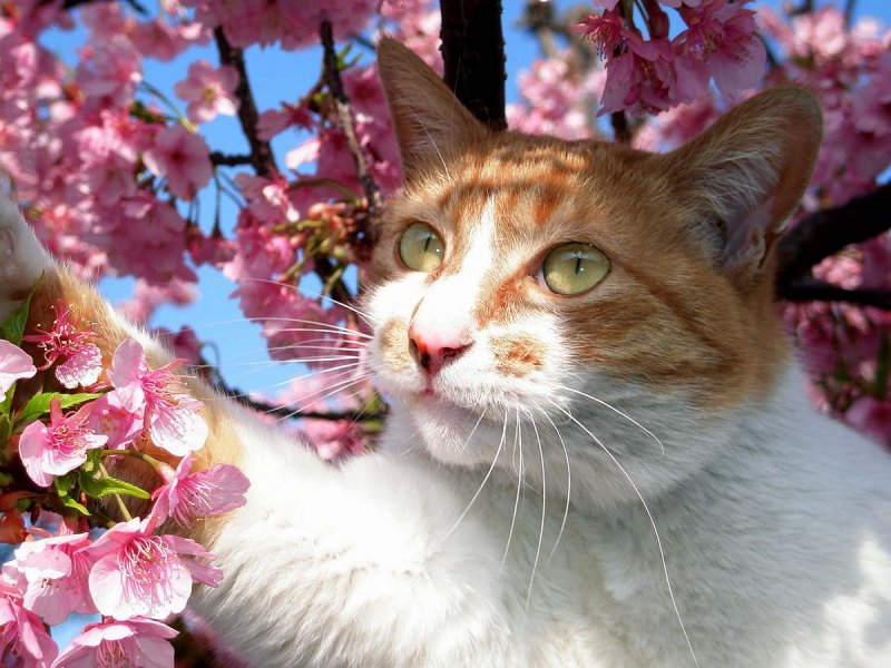 Весенний кот