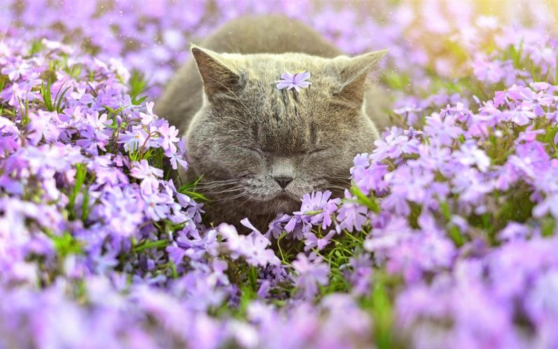 Коты в весенних цветах