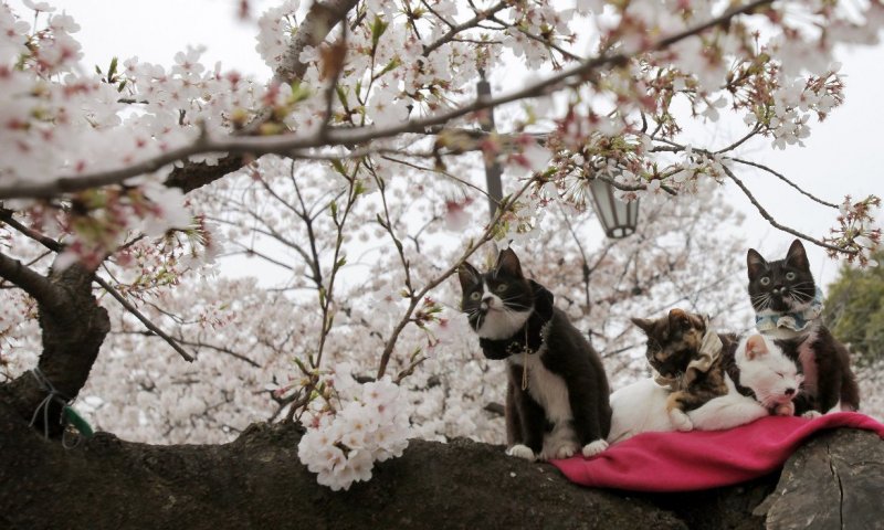 Деревенские коты Весна