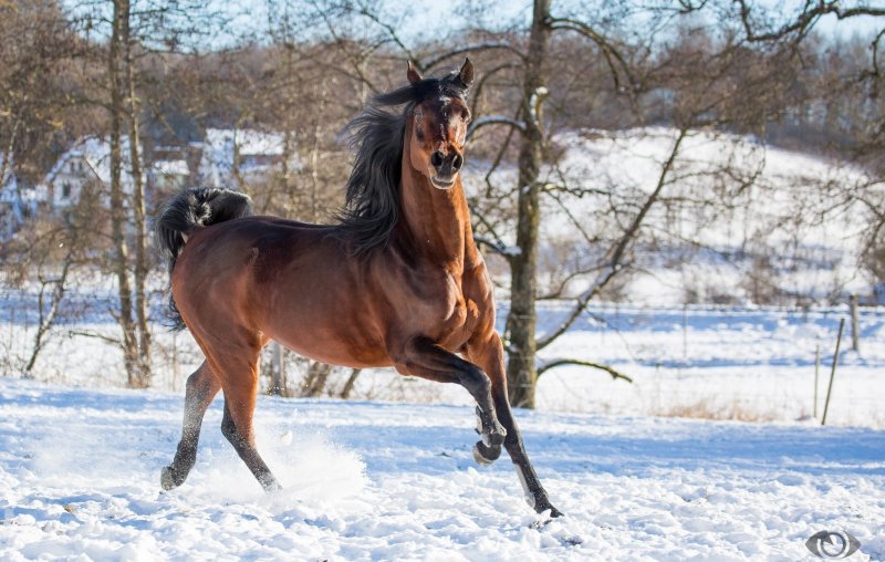 Гнедая лошадь зимой