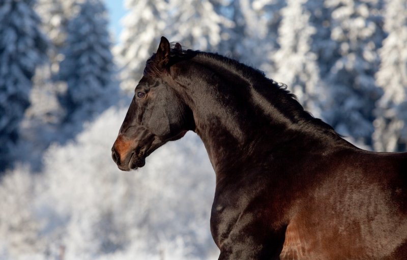 Коричневая лошадь зимой