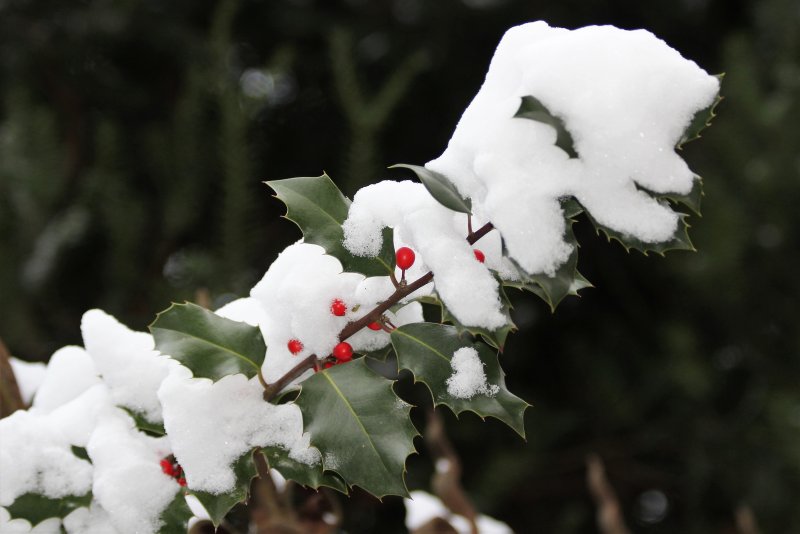Ilex aquifolium Snow