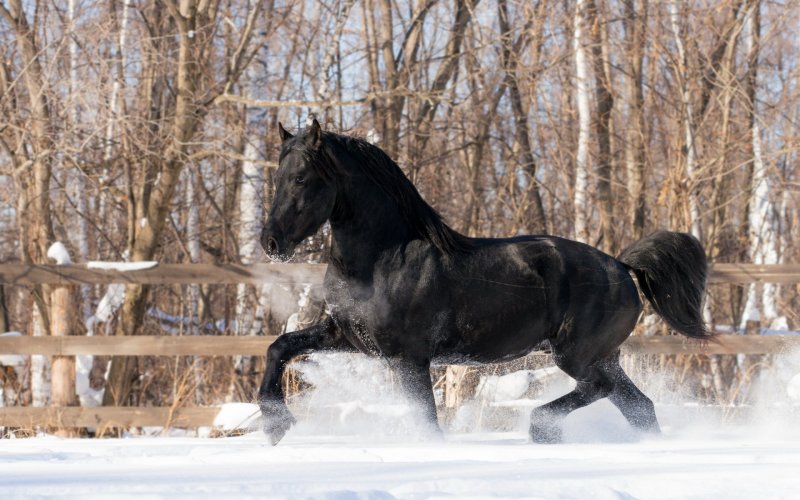 Фризская лошадь зимой