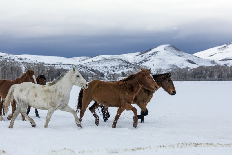 Табун лошадей зимой