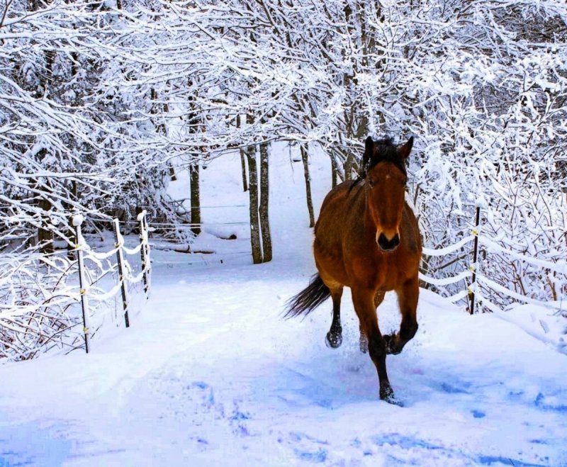 Лошади зимой в лесу
