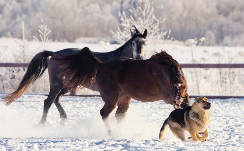 Лошади зимой красивые фото
