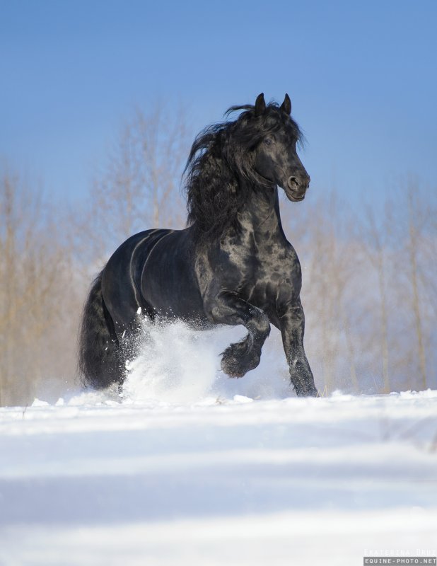 Черный конь зимой