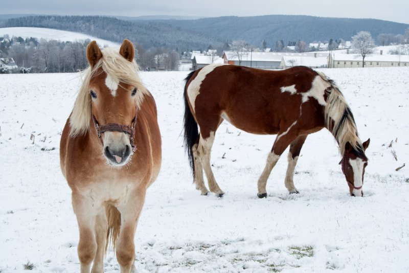 Лошадки зимой
