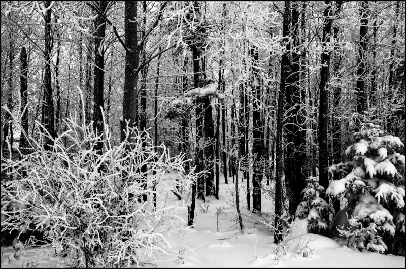 Зимний лес чёрно белый