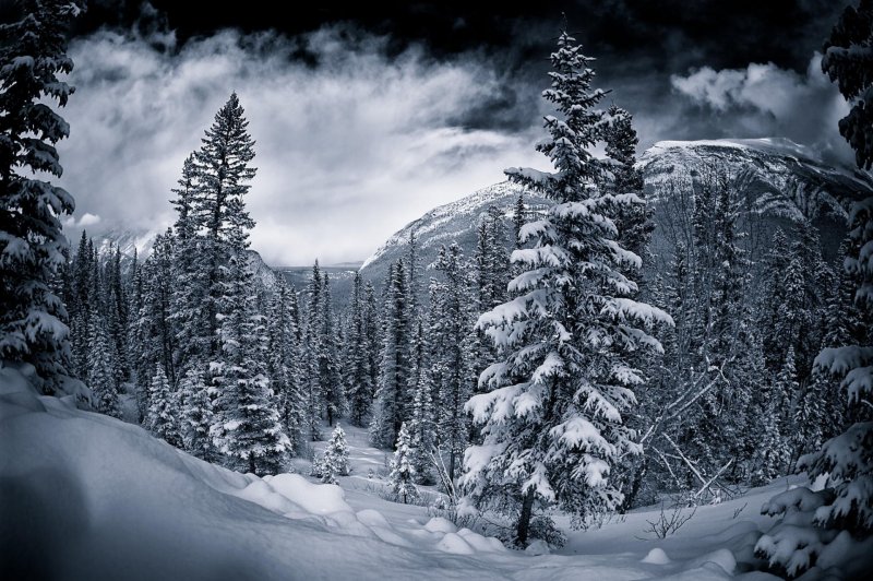 Канадский лес зимой