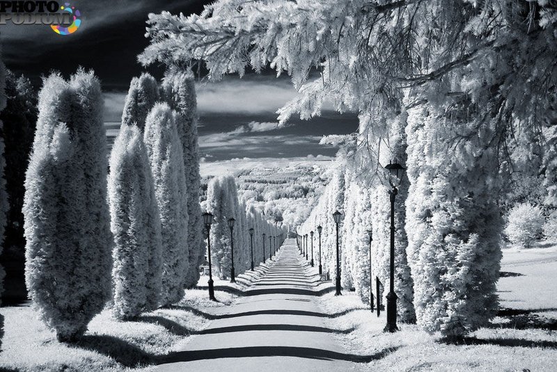 Зимний пейзаж черно белый