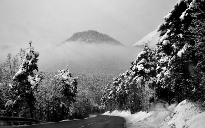 Черно белый лес и горы