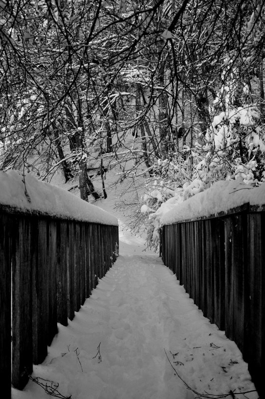 Черно белая зима