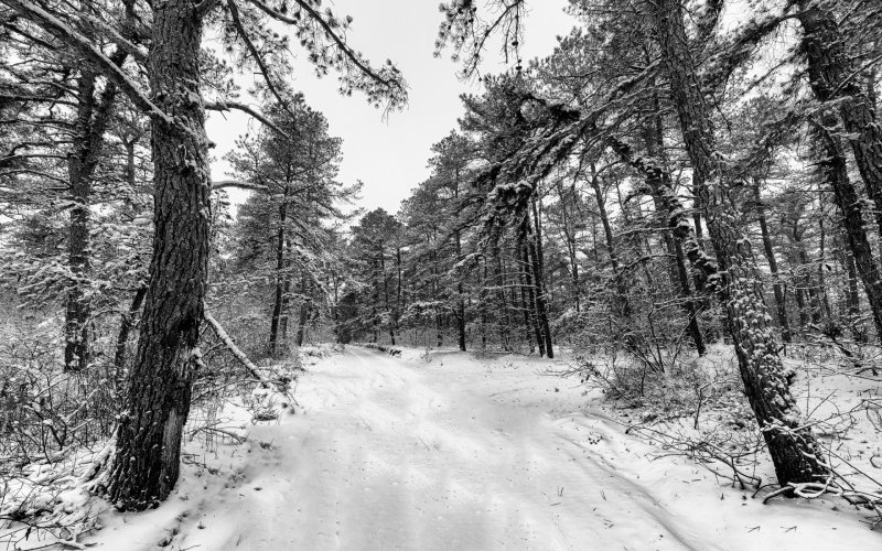 Зимний лес черно белые картинки