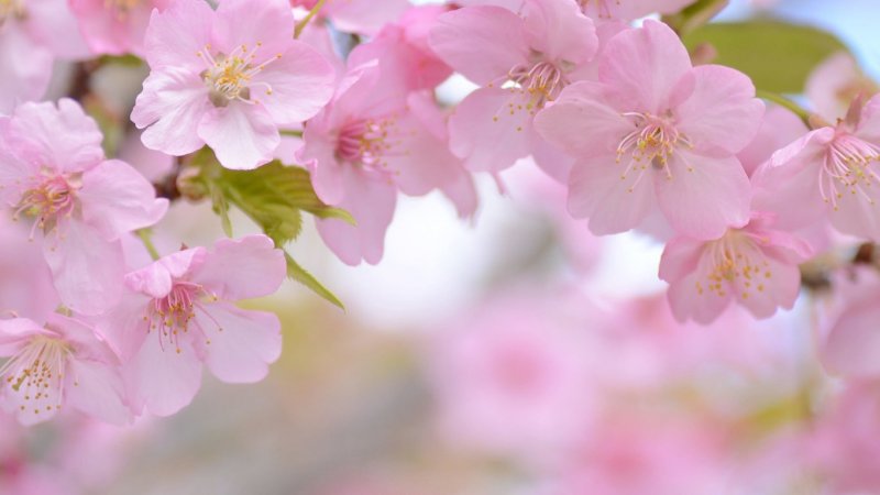 Яблоневый цвет Сакура букет