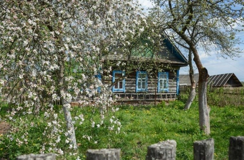 Черемуха цветет в деревне