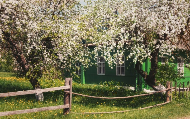 Старый Яблоневый сад в деревне