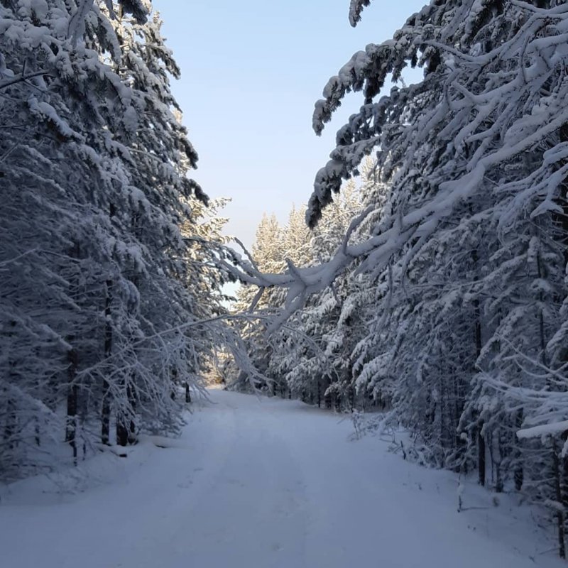 Природа Усть-Илимска зимой