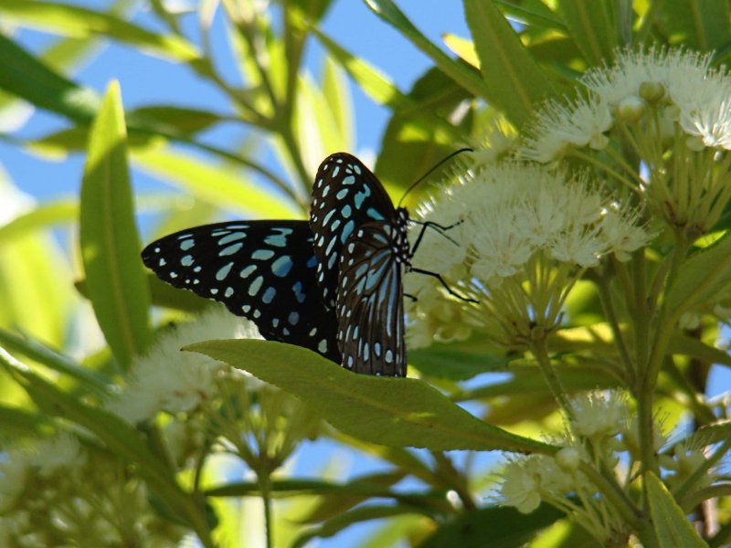 Бабочки в живой природе