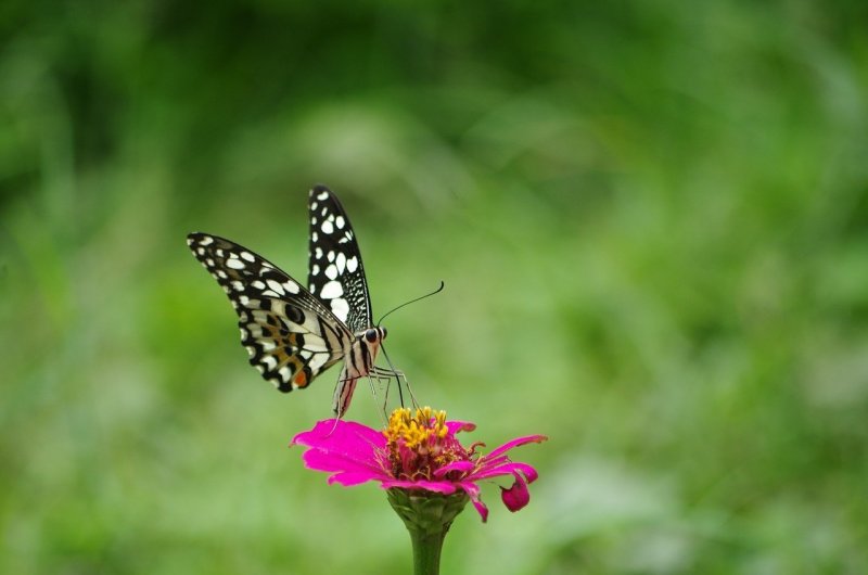 Луг цветы бабочки