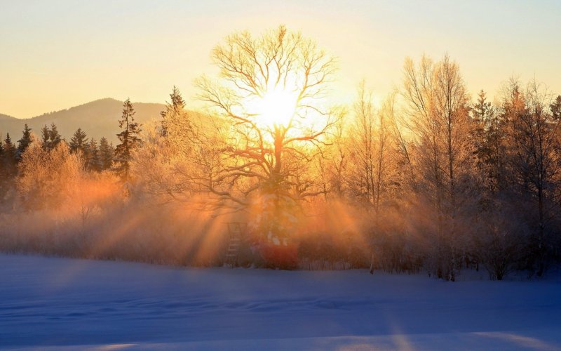 Зимний лес солнце