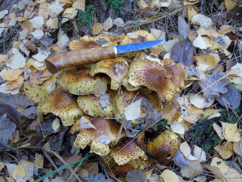 Чешуйчатка золотистая гриб съедобные, Королевские опята