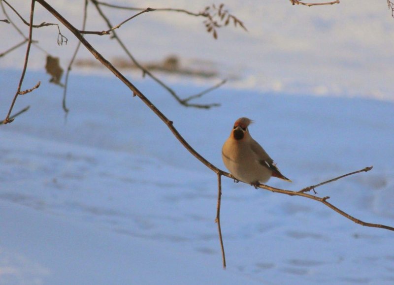 Зимующие птицы Ленинградской области Чиж