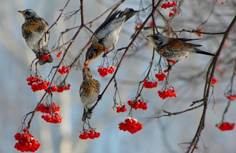 Зимующие птицы Брянской области