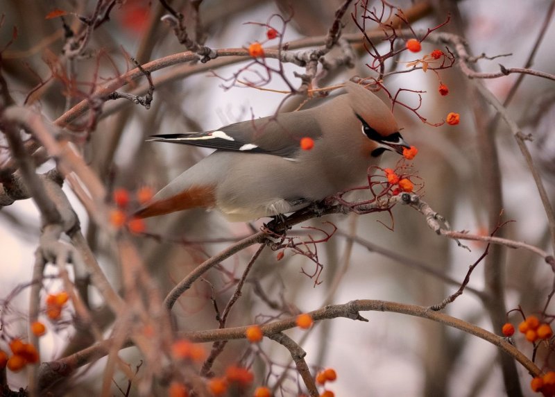 Птицы Липецкой области зимой