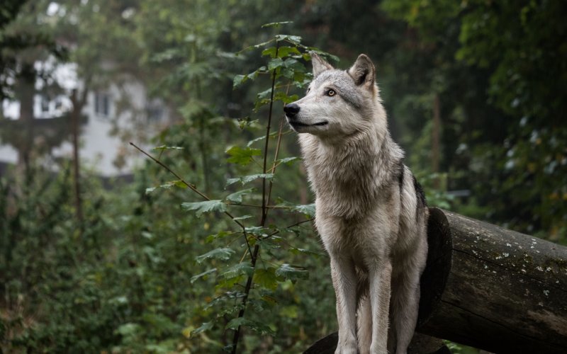 Моголлонский волк